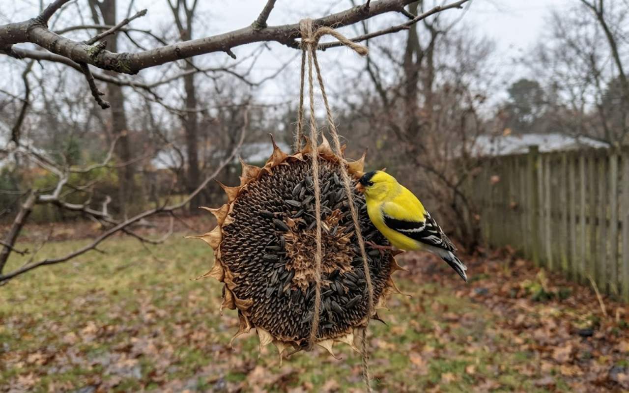 A raw, unedited photo of a large brown dried sunflower seed head suspended by jute twine from a branch while an American Goldfinch feeds on the seeds.