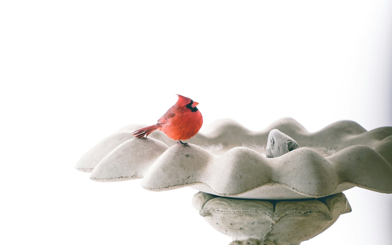 A bright red male Northern Cardinal with a black face mask perches on the scalloped rim of a concrete pedestal birdbath against a stark white background.