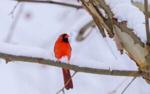 A vibrant red male Northern Cardinal with a black face mask perches on a snow-covered tree branch against a soft, bright white background of a winter storm.