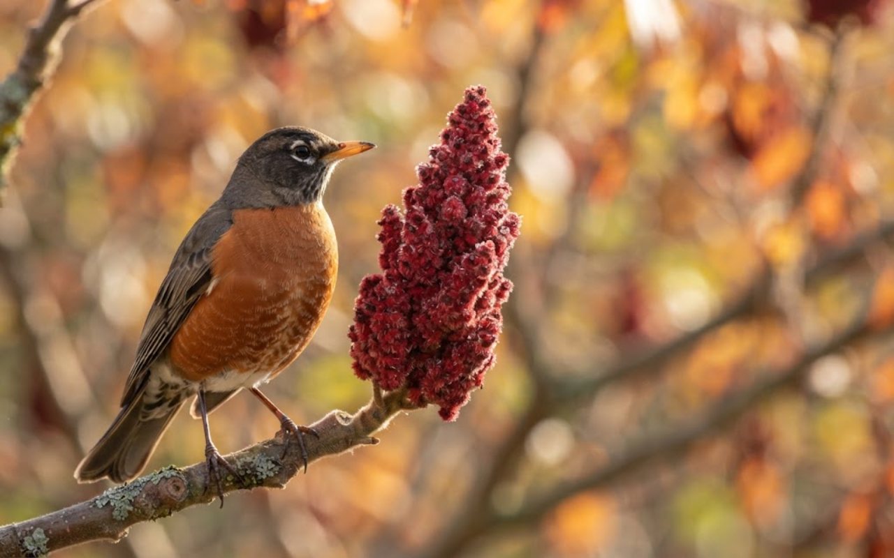 A close-up view of an American Robin perched on a branch next to a large crimson staghorn sumac berry cluster on a sunny autumn morning.