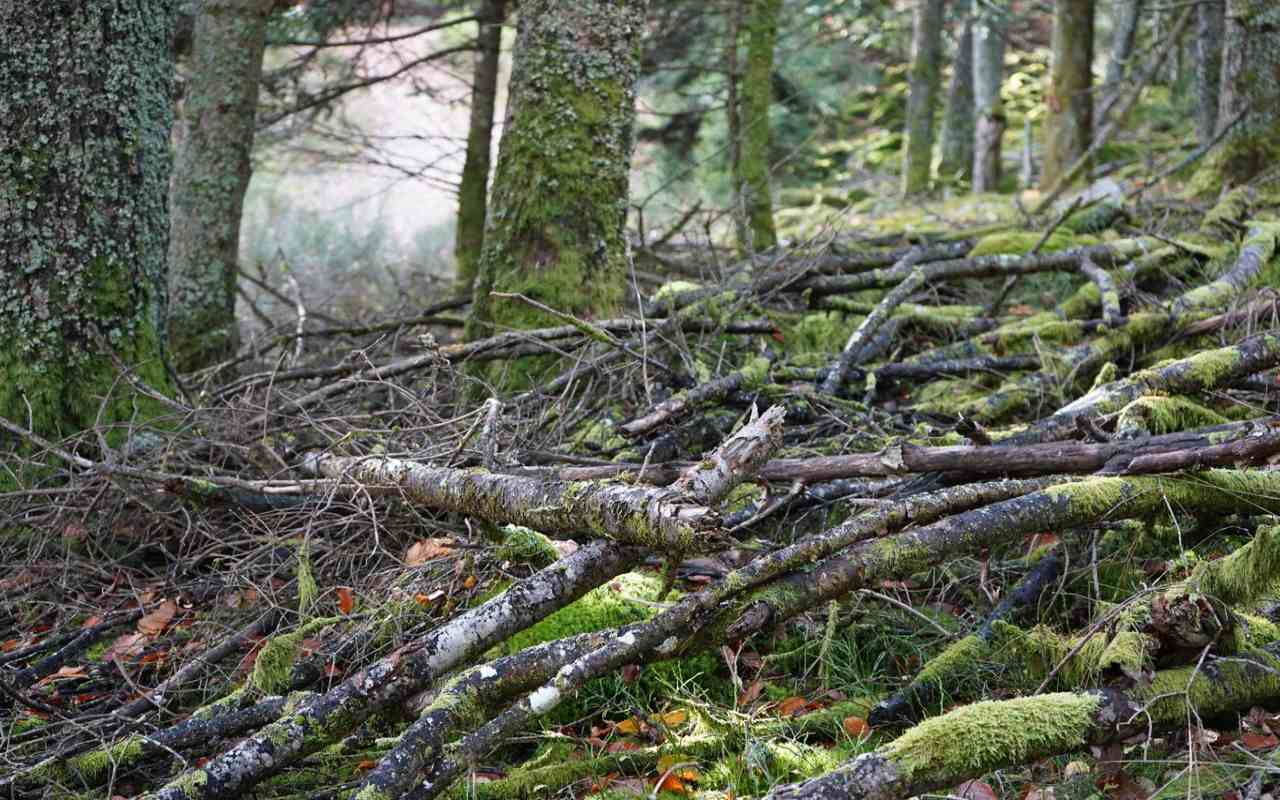 A complex, loose pile of moss-covered fallen tree branches and logs scattered on a grassy forest floor surrounded by green mossy tree trunks.