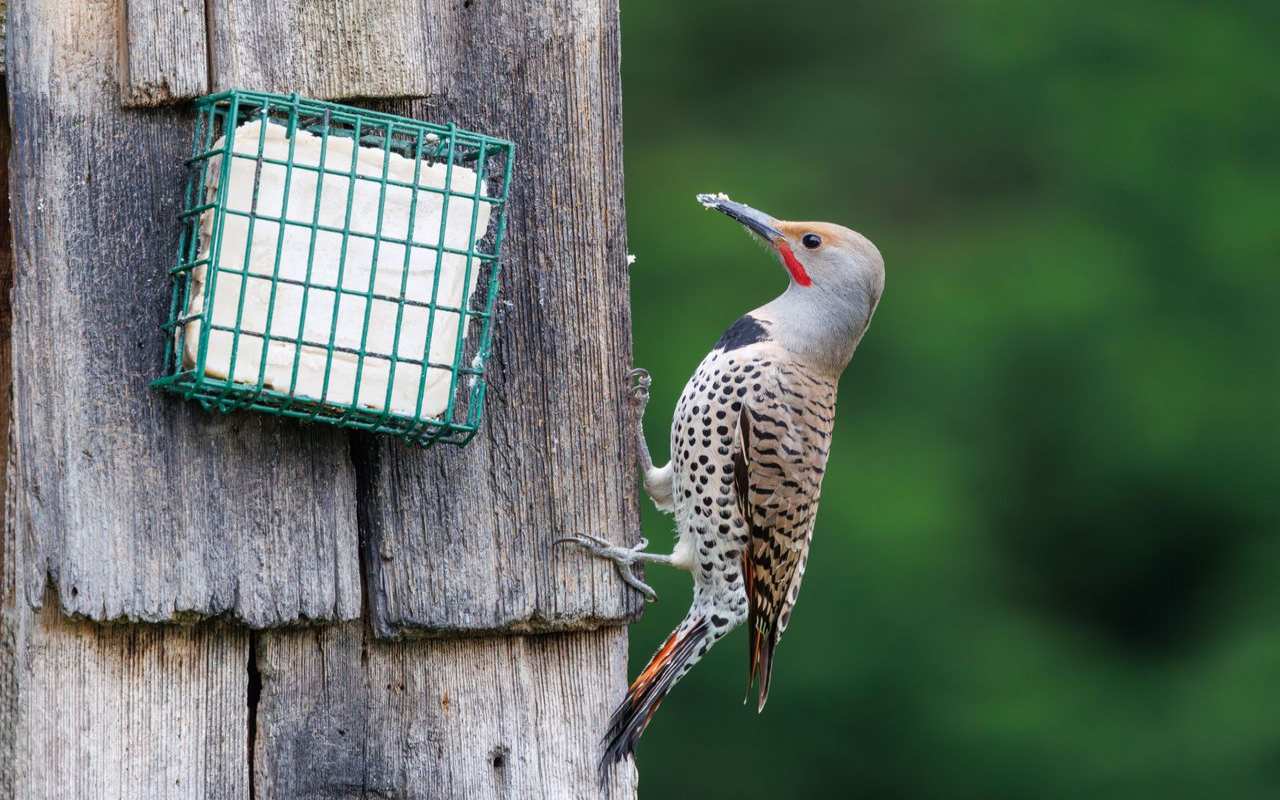 A male Northern Flicker woodpecker with a gray head, red mustache strip, and spotted breast perches on a rustic wooden post next to a green wire cage holding a white suet cake.