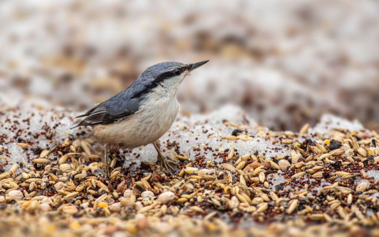 A slate-blue Eurasian nuthatch stands amidst a thick, dense layer of mixed bird seeds, hulls, and organic debris scattered over a patch of melting, slushy winter snow.