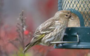 A heavily streaked brown and white Pine Siskin with a flash of yellow on its wing sits on a wire perch of a green bird feeder with seed on its beak.