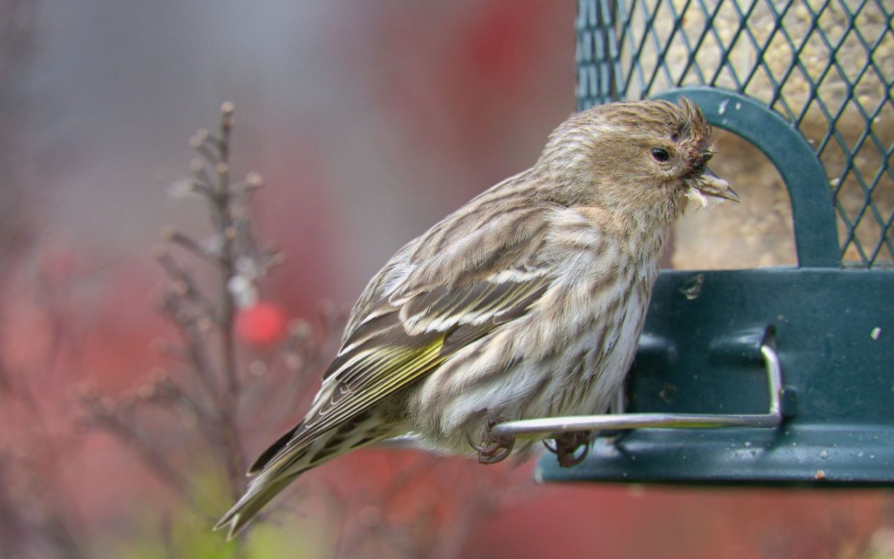 A heavily streaked brown and white Pine Siskin with a flash of yellow on its wing sits on a wire perch of a green bird feeder with seed on its beak.