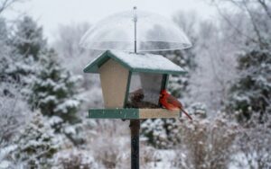 A raw, unedited backyard photo of a red Northern Cardinal perched on a clean recycled plastic hopper feeder protected by a wide overhead snow dome baffle on a freezing morning.