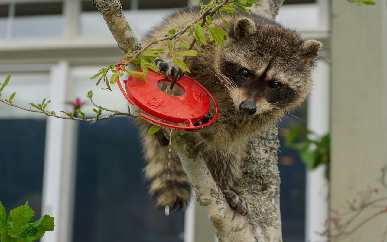 A wild raccoon with a black face mask clings to a tree branch while tipping over a red disk-shaped bird feeder, causing water or nectar to drip out down the trunk.