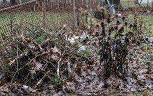 A realistic, unedited photo of a backyard corner featuring a loose pile of dead tree branches and unpruned brown perennial stalks over wet autumn leaves on a gray day.