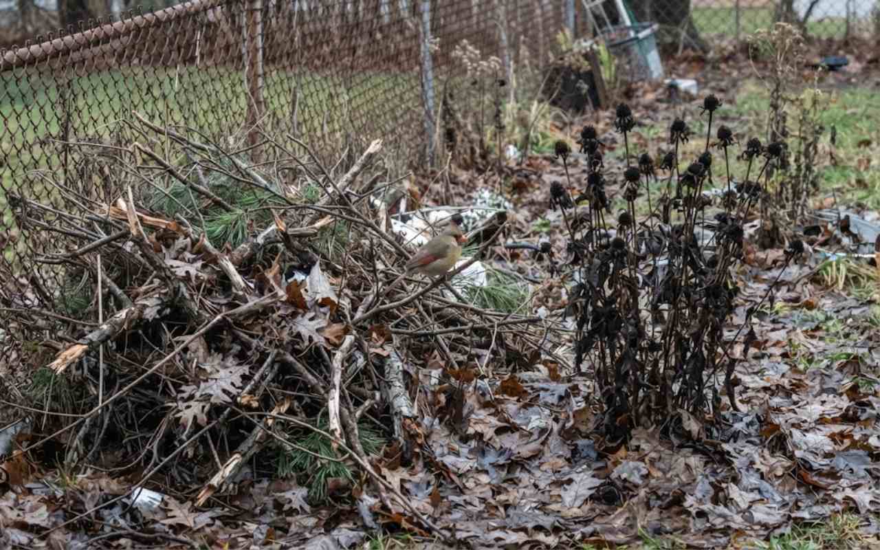 A realistic, unedited photo of a backyard corner featuring a loose pile of dead tree branches and unpruned brown perennial stalks over wet autumn leaves on a gray day.