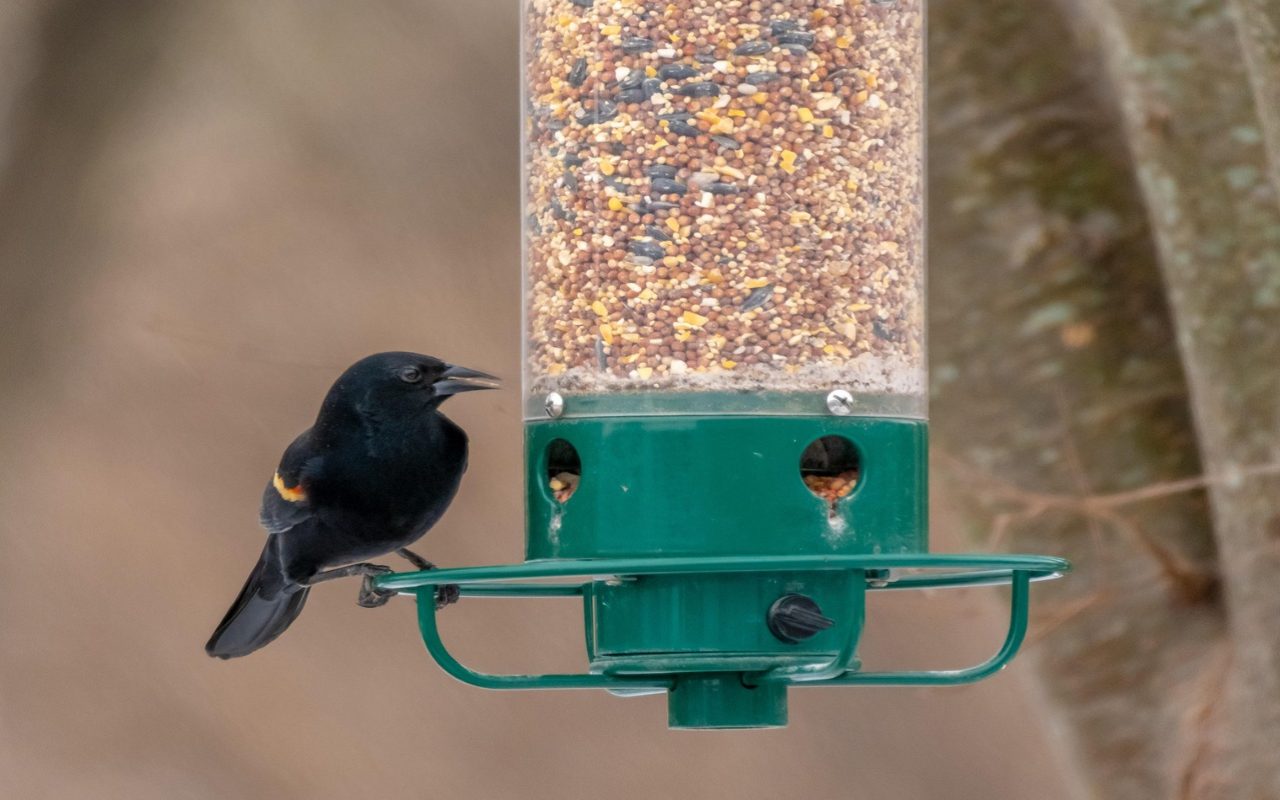 A glossy black male Red-winged Blackbird with a vibrant red and yellow shoulder patch perches on the circular tray of a green tube bird feeder filled with mixed seeds.