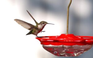 A small green and white Ruby-throated Hummingbird with outstretched wings hovers perfectly over the red rim of a clear plastic saucer bird feeder filled with liquid nectar.