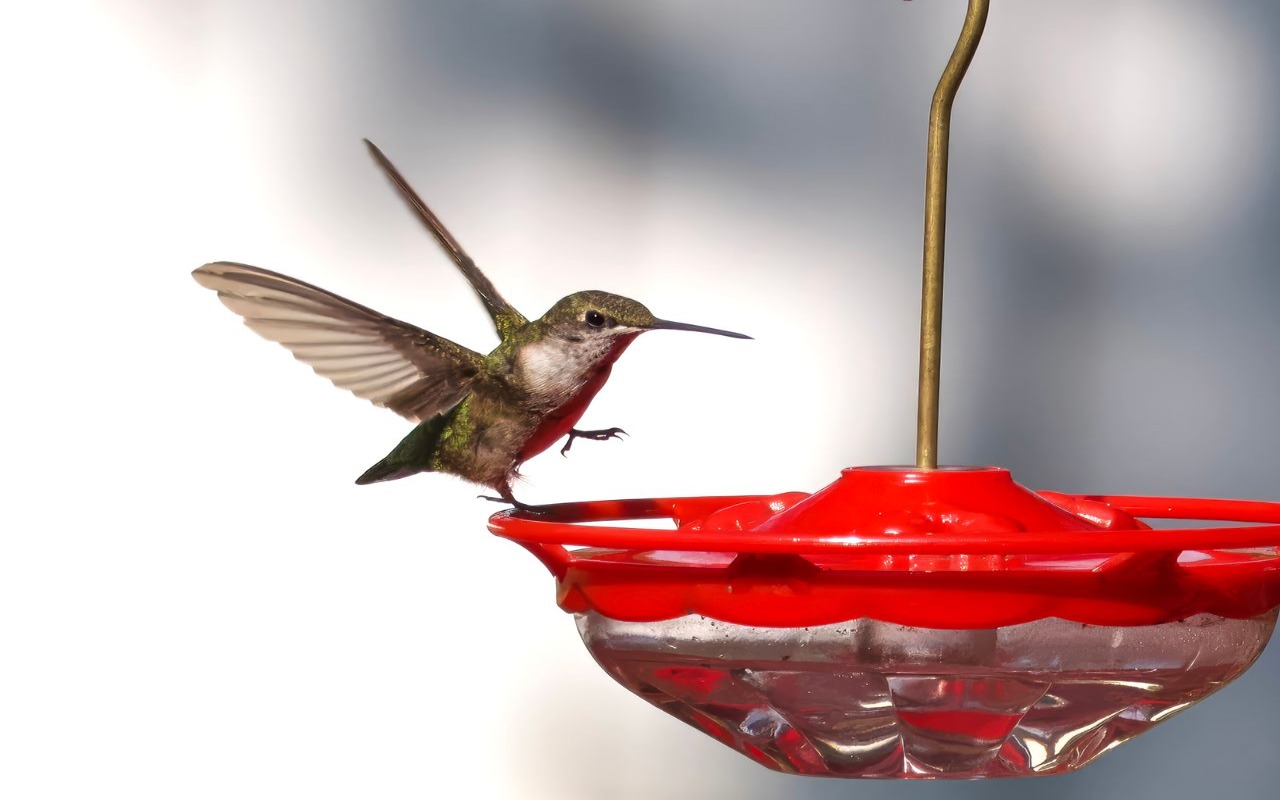 A small green and white Ruby-throated Hummingbird with outstretched wings hovers perfectly over the red rim of a clear plastic saucer bird feeder filled with liquid nectar.