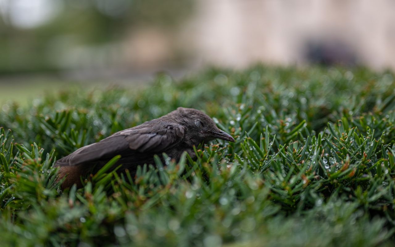 A small, dark brown songbird sits motionless with its eyes closed, slumped in shock on top of a green, dew-covered evergreen bush following a window strike.