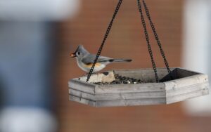 A small tufted titmouse with a gray crest and buff-colored flanks perches on a hanging wooden tray feeder while holding a nut or large seed in its beak.