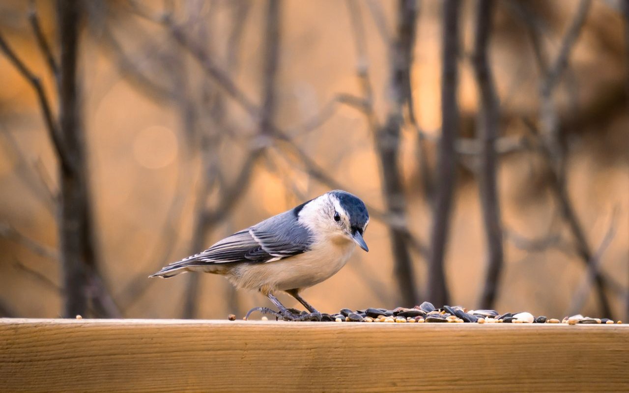 A White-breasted nuthatch stands on a wooden railing next to a scattered pile of black oil sunflower seeds and safflower grains against a blurred background of bare autumn branches.
