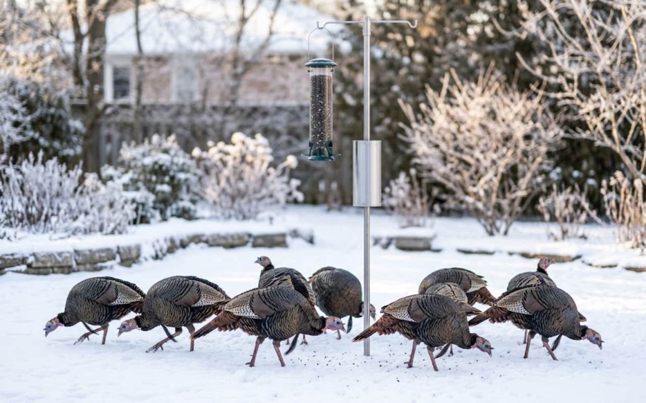 A flock of large wild turkeys struts through deep winter snow beneath a hanging bird feeder pole equipped with a silver stovepipe baffle.