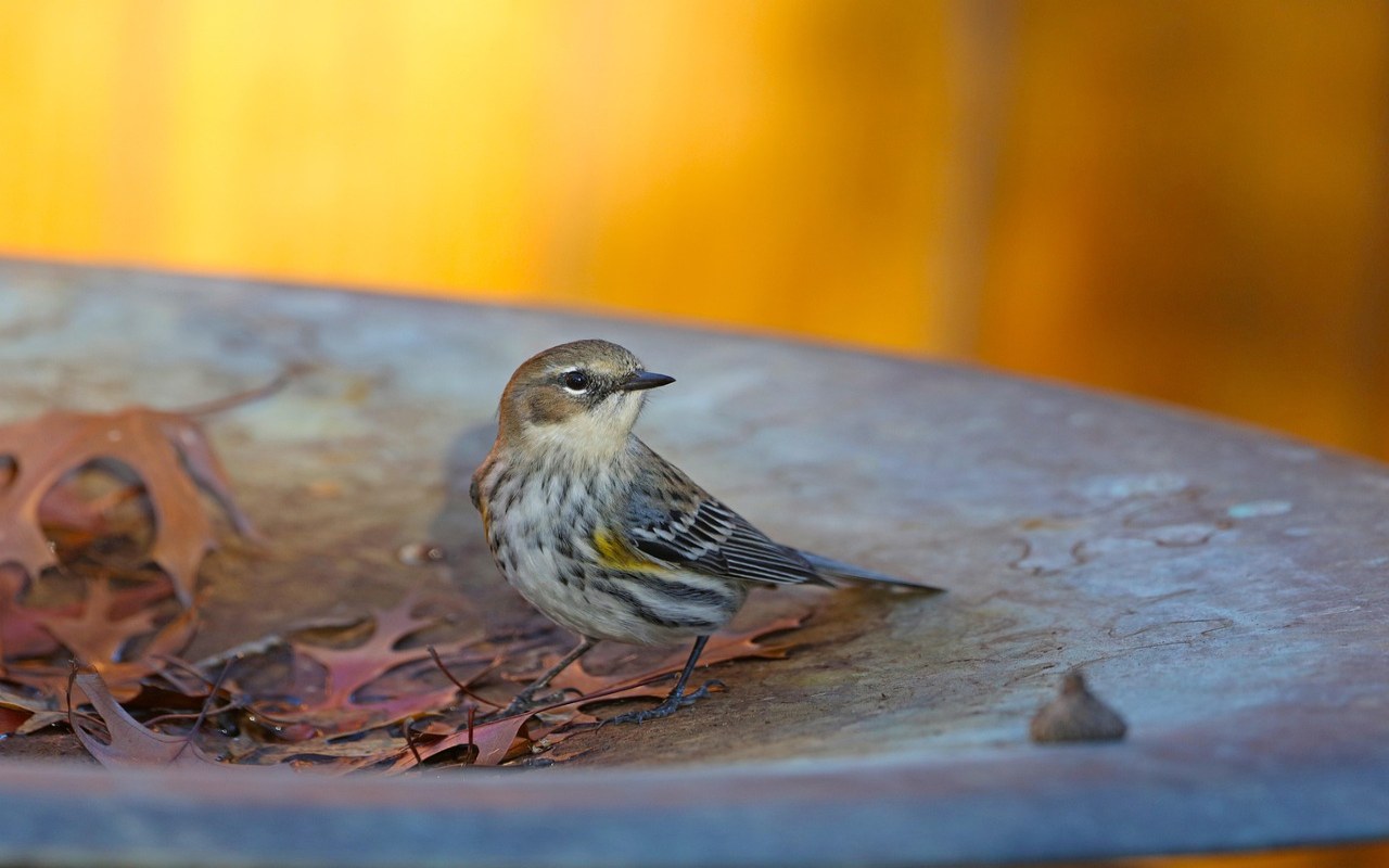 A small Yellow-rumped Warbler with a streaked white breast, gray wings, and a distinct yellow patch on its side stands inside a shallow stone birdbath filled with wet, brown oak leaves against a bright yellow background.