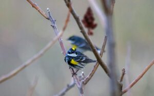 A small Yellow-rumped Warbler with bright yellow patches on its crown and flank perches on a bare autumn branch, while a second warbler is visible in the soft-focus background.