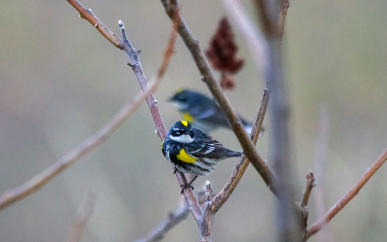 A small Yellow-rumped Warbler with bright yellow patches on its crown and flank perches on a bare autumn branch, while a second warbler is visible in the soft-focus background.